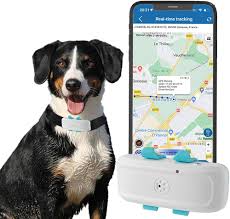 Collier GPS Éclatant pour Animaux