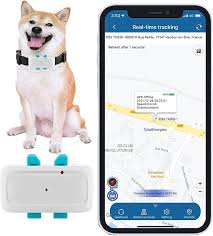 Collier GPS pour Chien : Suivi Temps Réel et Sécurité Sans Abonnement